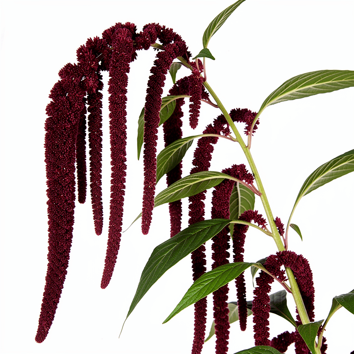 Red Amaranthus