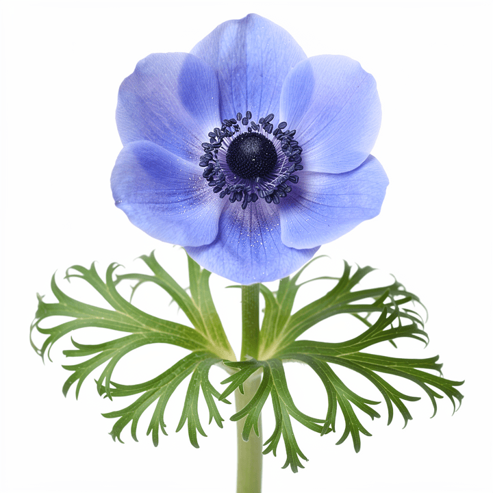Blue Anemone