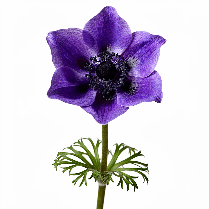 Purple Anemone
