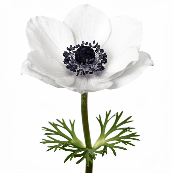 White Anemone