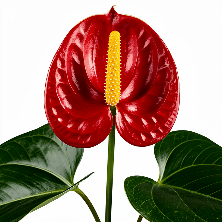 Red Anthurium