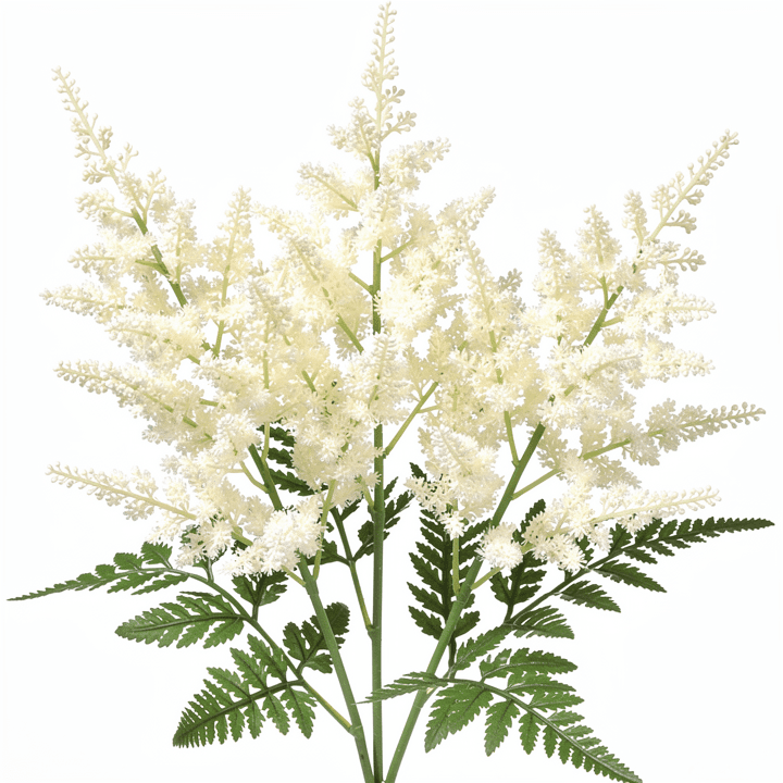White Astilbe