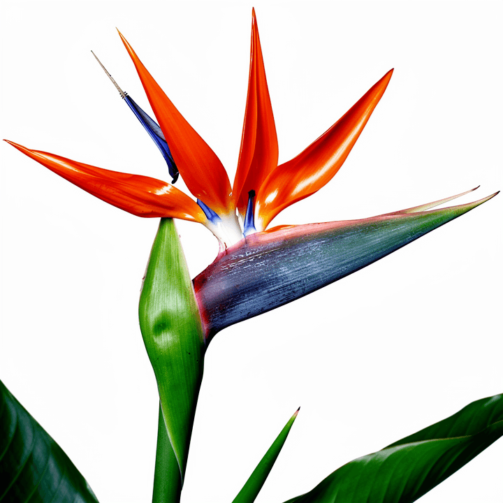 Bird of Paradise
