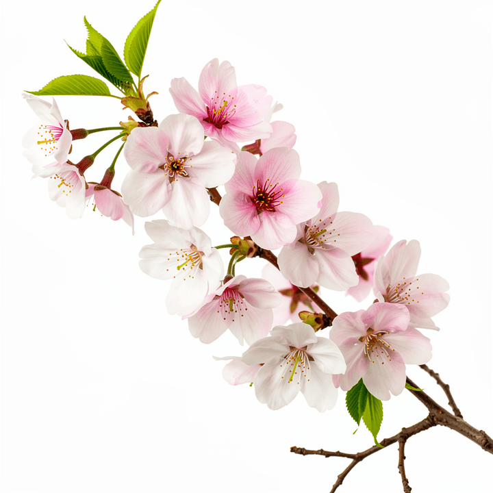 Cherry Blossom Branch