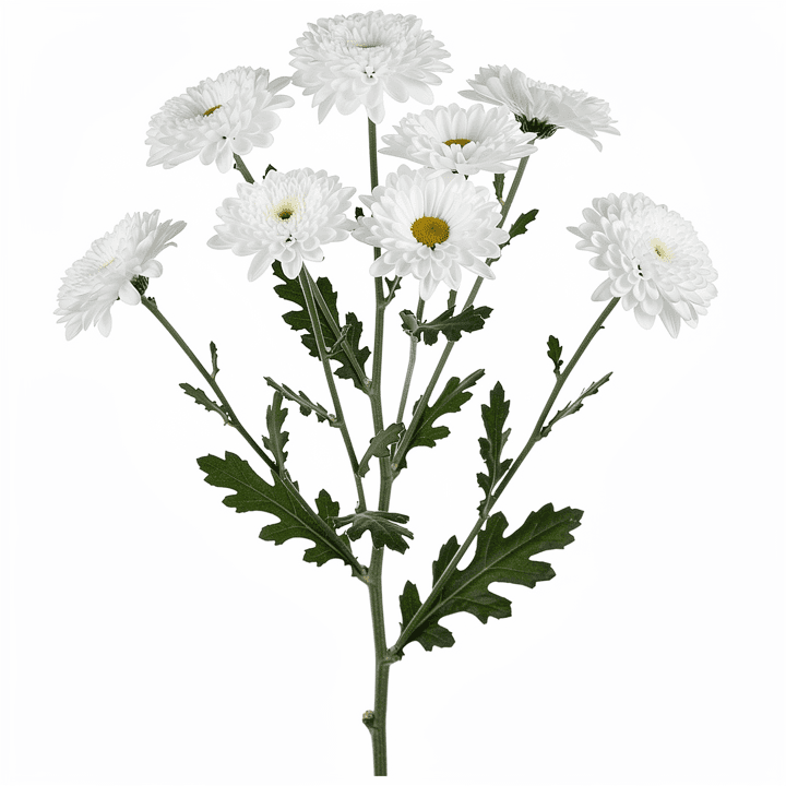 White Spray Chrysanthemum