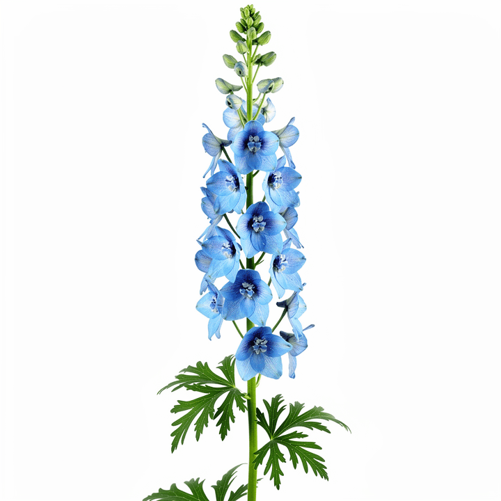 Blue Delphinium