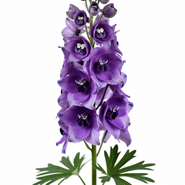 Purple Delphinium