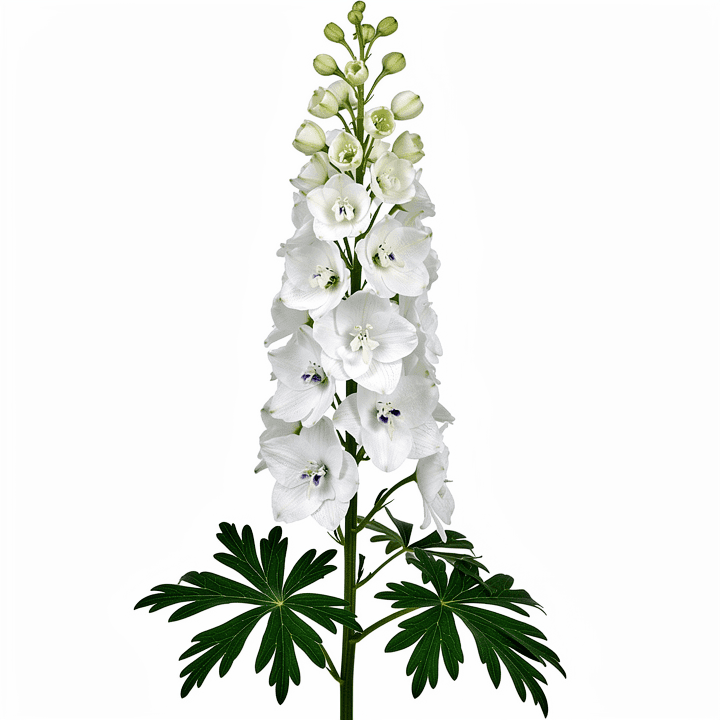 White Delphinium