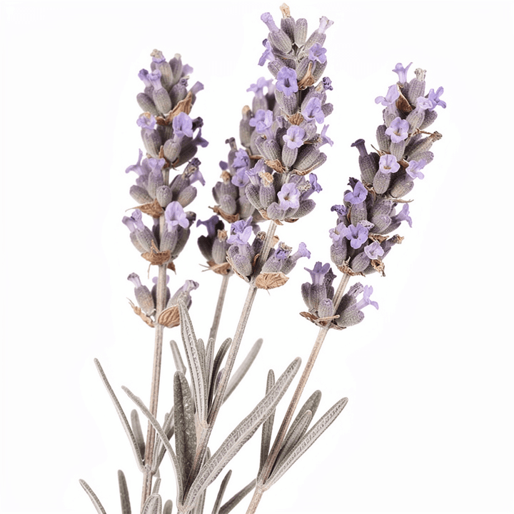 Dried Lavender