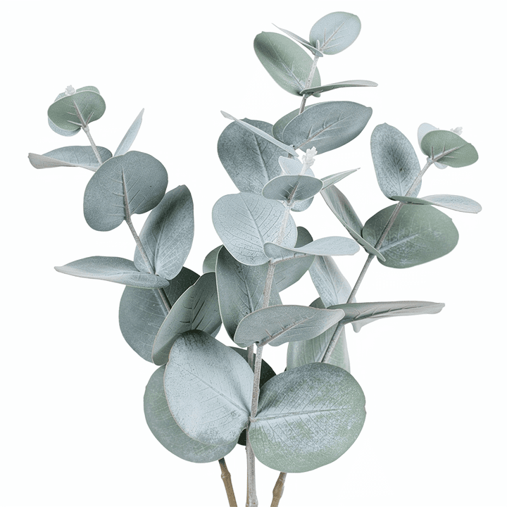 Baby Blue Eucalyptus