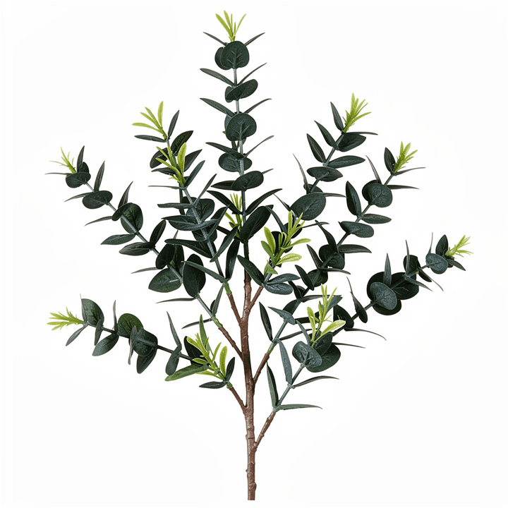 Parvifolia Eucalyptus