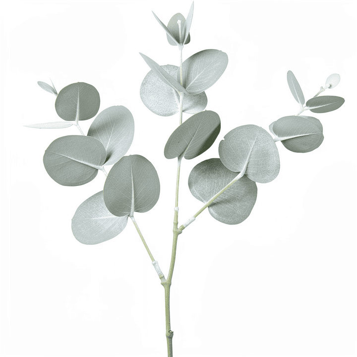 Silver Dollar Eucalyptus