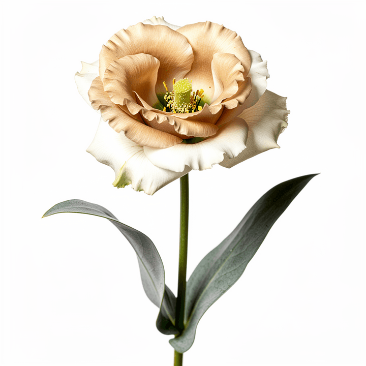 Cream Eustoma