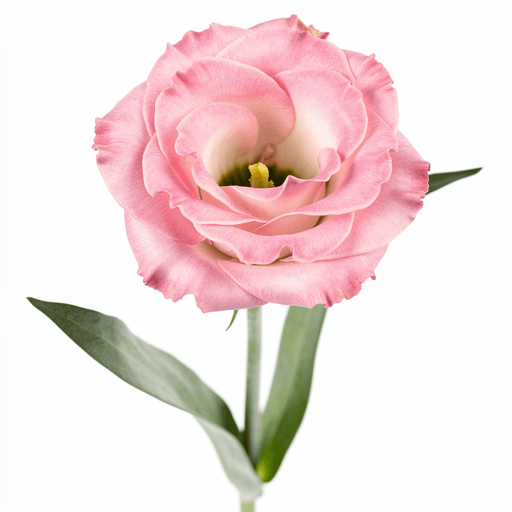 Pink Eustoma