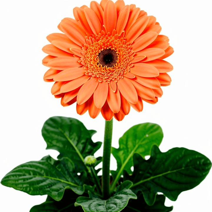 Orange Mini Gerbera