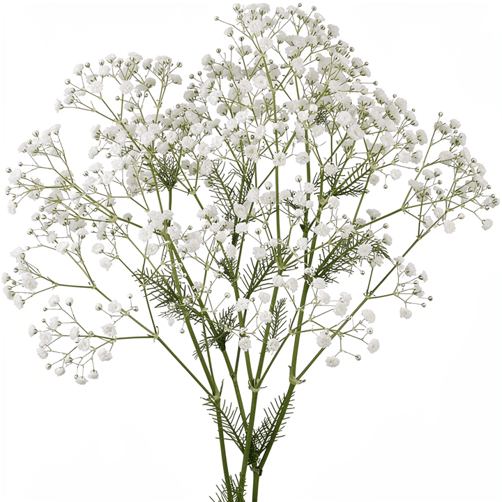 Baby's Breath