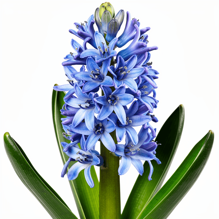 Blue Hyacinth