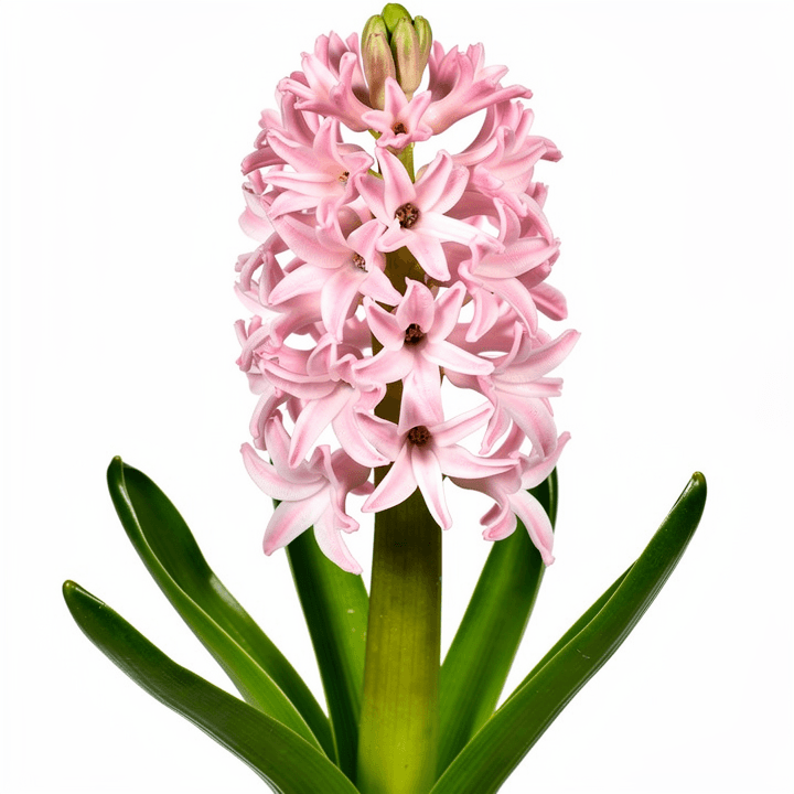 Pink Hyacinth