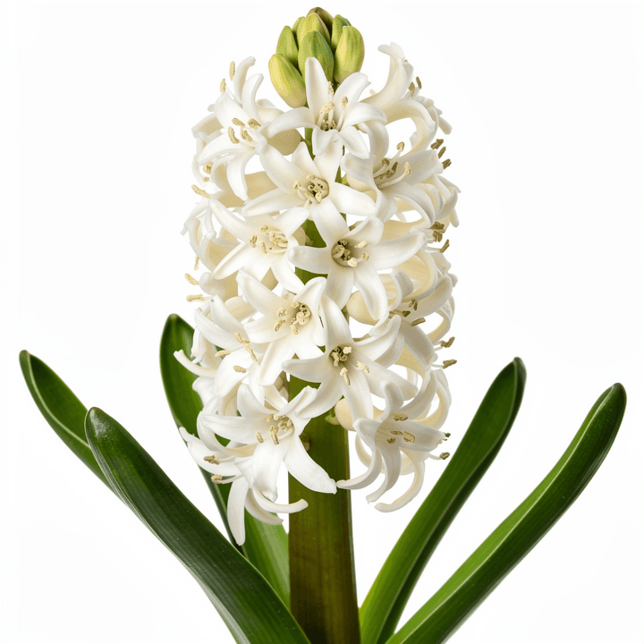 White Hyacinth