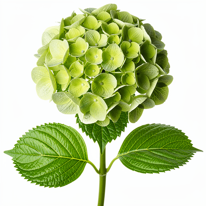 Green Hydrangea