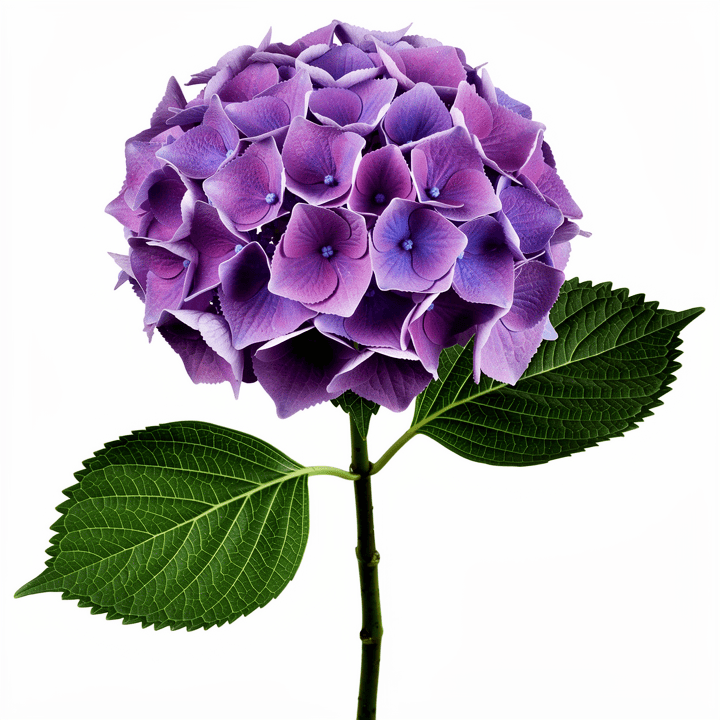 Purple Hydrangea