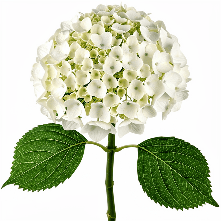 White Hydrangea