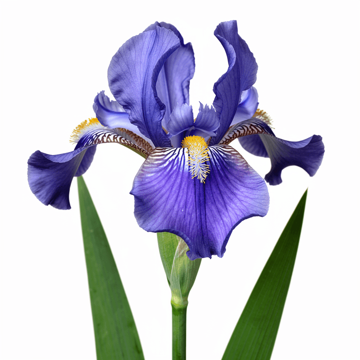 Blue Iris