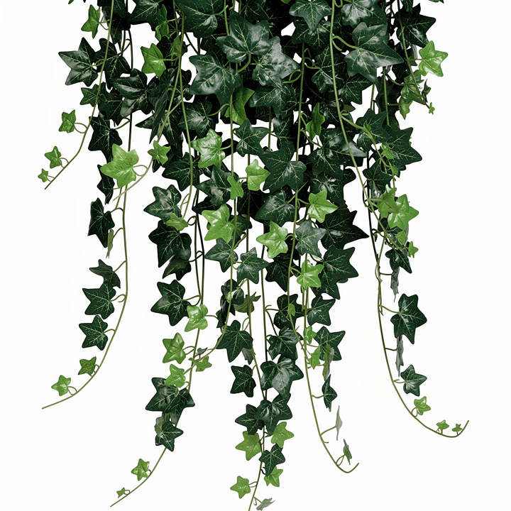 Trailing Ivy