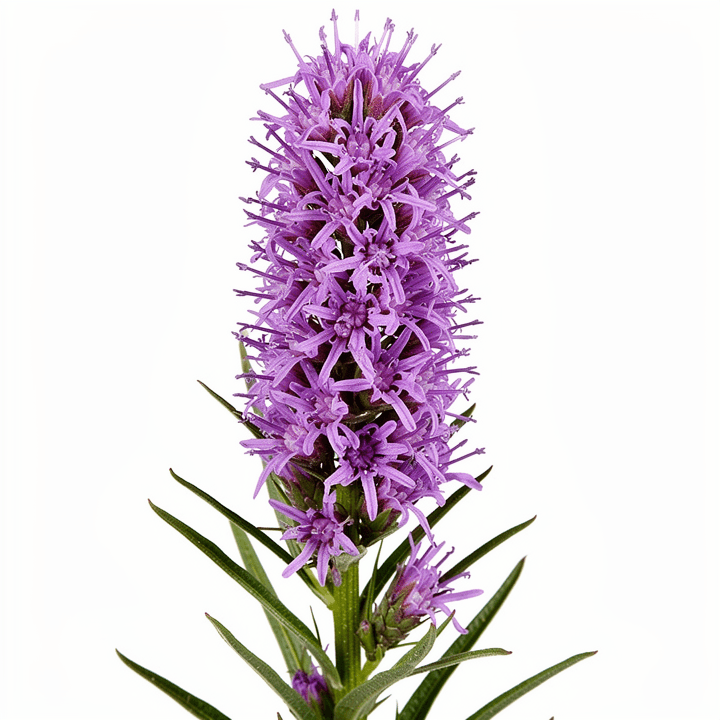 Purple Liatris