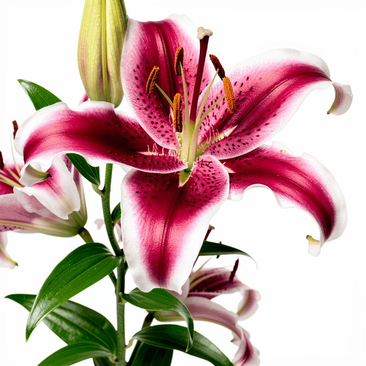 Stargazer Lily