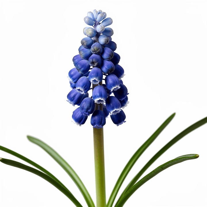Grape Hyacinth