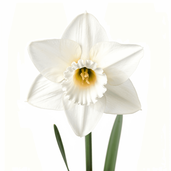 White Narcissus