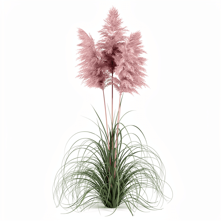 Pink Pampas Grass