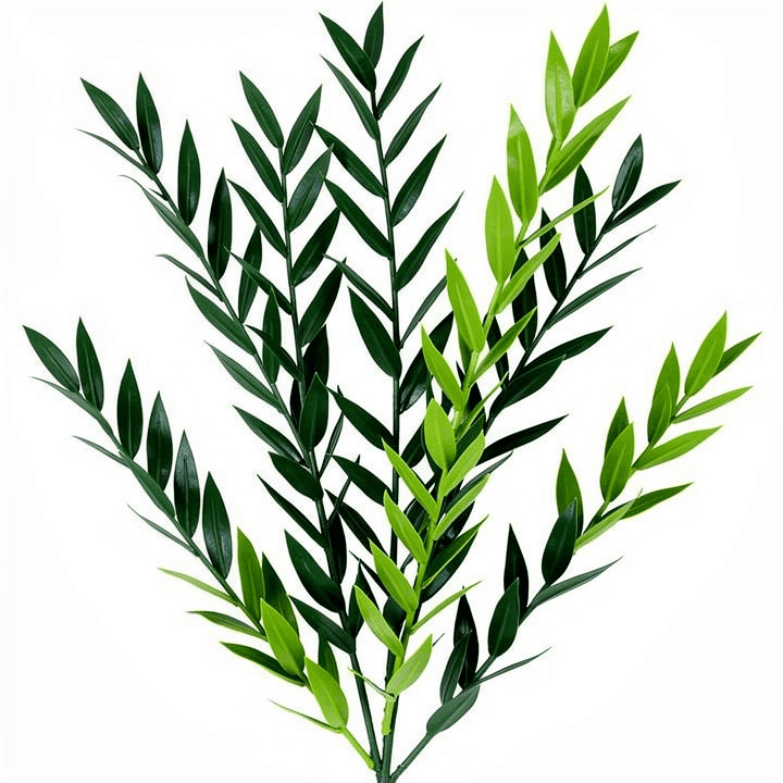 Israeli Ruscus