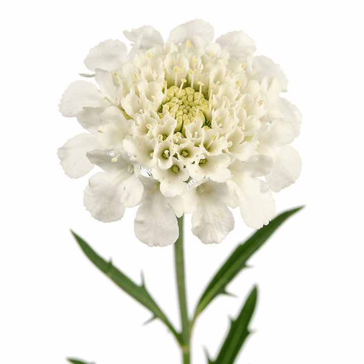 White Scabiosa