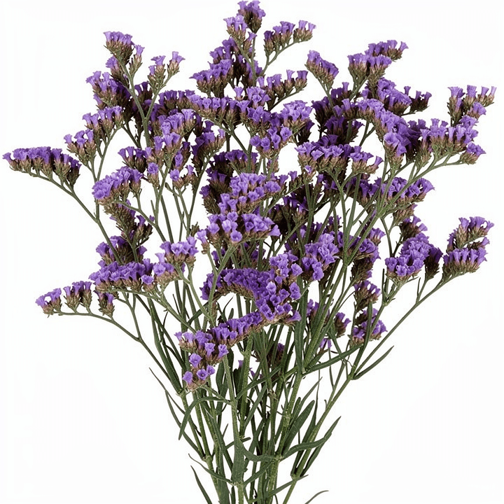 Purple Statice