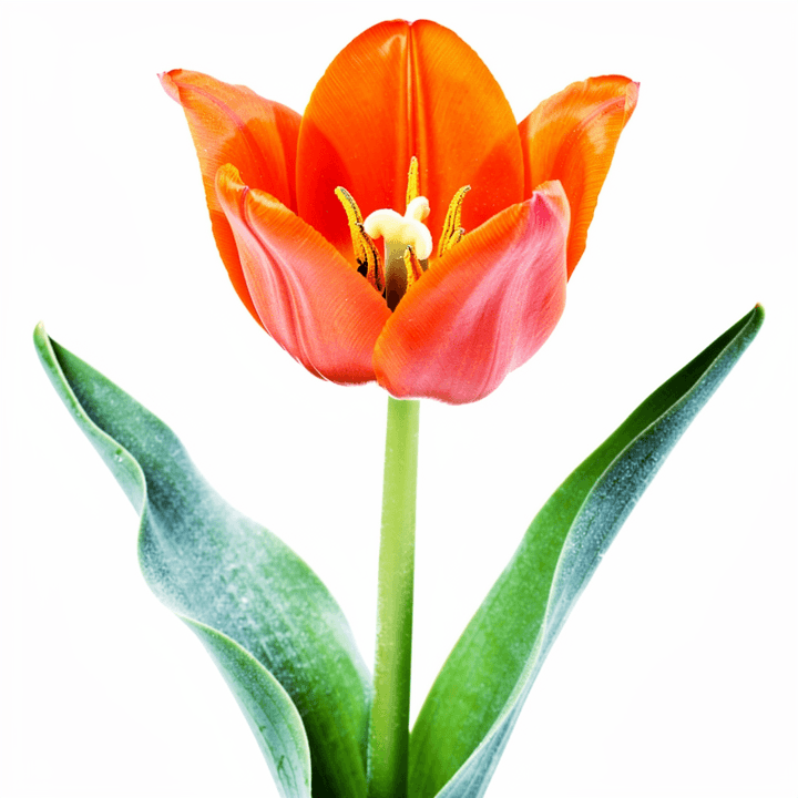 Orange Tulip