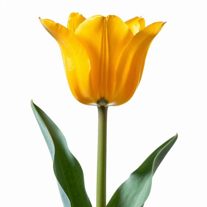 Yellow Tulip