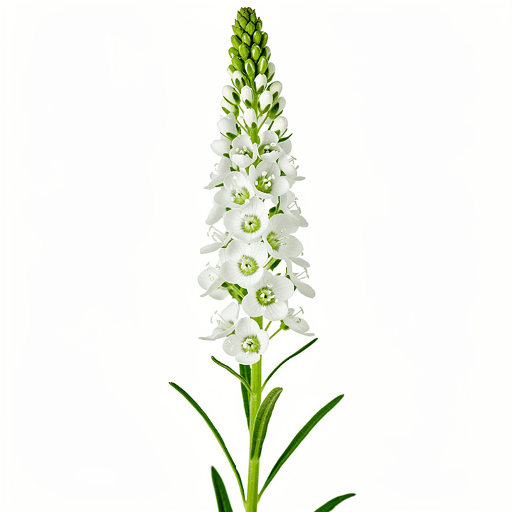 White Veronica